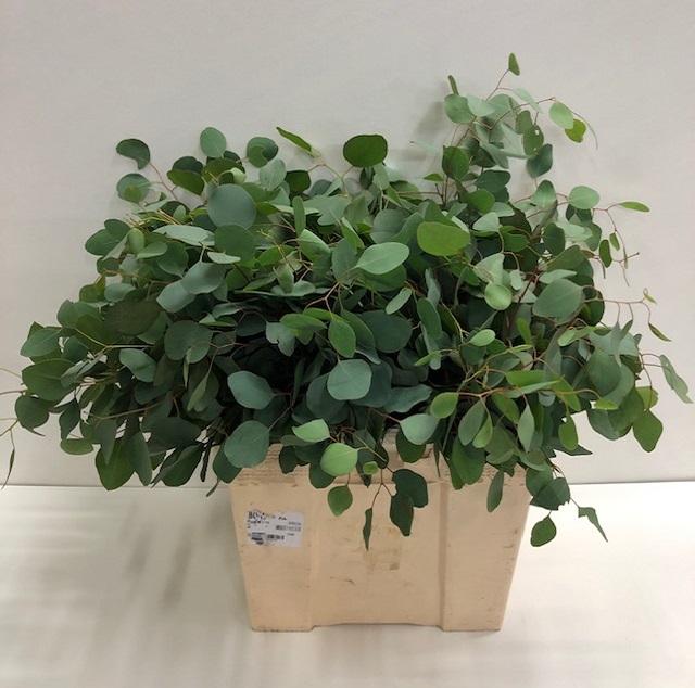 Leaf eucalyptus populus per b.jpg